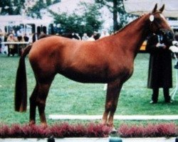 broodmare Windrose (Hanoverian, 1989, from Weltmeyer)