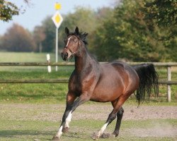 broodmare Rotkäppchen (Hanoverian, 2001, from Rotspon)