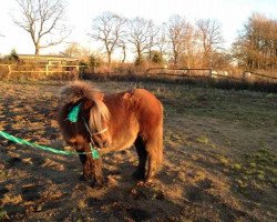 broodmare Aime v.d. Vossenpels (Shetland Pony, 2007, from Deanland Storm)