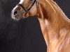 stallion Hendrix 7 (Hanoverian, 2004, from His Highness)