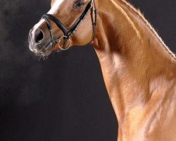 stallion Hendrix 7 (Hanoverian, 2004, from His Highness)