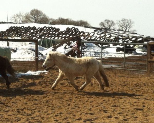 Zuchtstute Nelina (Shetland Pony, 1998, von Starlight)