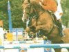 stallion Ligretto (Hanoverian, 1990, from Lemon Tree)
