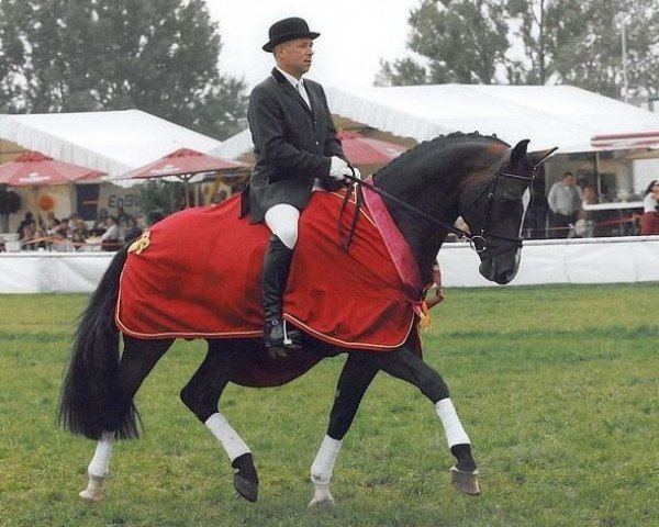 stallion Chat qui Rit de L (Württemberger, 2004, from Chico's Boy)