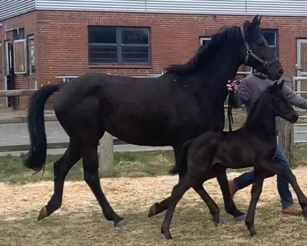 Dressurpferd Hengst von Helium x Schwarzgold (Trakehner, 2022, von Helium)