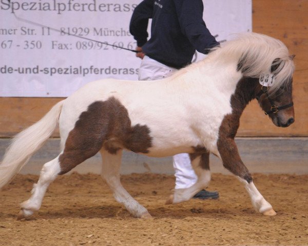 stallion Isarons Rock'n Roll (Dt.Part-bred Shetland pony, 2008, from Rimini)