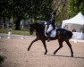 dressage horse Silence 35 (Hanoverian, 2007, from San Remo)