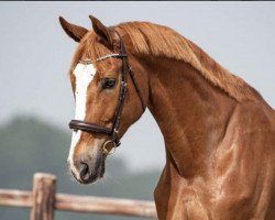 Springpferd Starboy Kannan (Zangersheide Reitpferd, 2014, von Kannan)