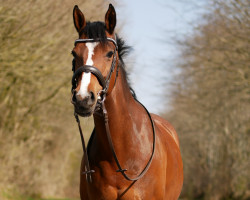 dressage horse Starpower Pitch Perfect (German Riding Pony, 2012, from Carnuet)