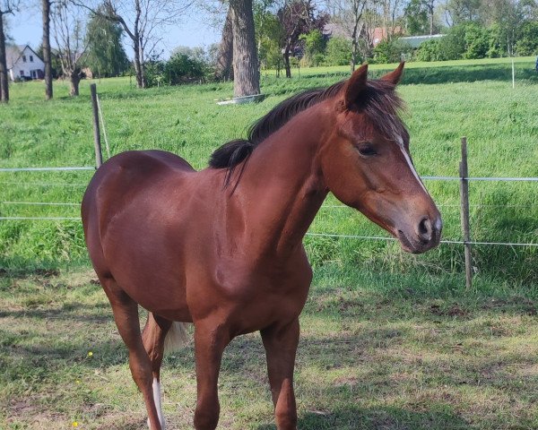 Springpferd La Philina (Deutsches Reitpony, 2021, von La Vie S)