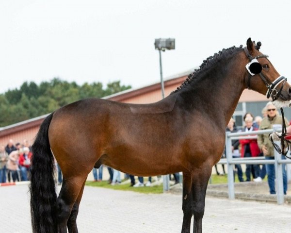 Deckhengst Tango (Westfale, 2018, von Trevor WE)