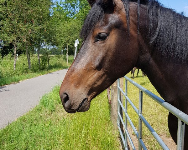 Springpferd DieYani CS (Hannoveraner, 2017, von Desperado)