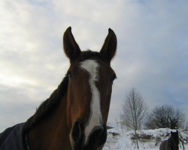 horse Loyd de la Hardt (Selle Français, 1999, from Rocky de Baussy)