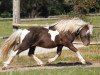 stallion Just Dance vom Regenbogen (German Classic Pony, 2008, from Just in Time)