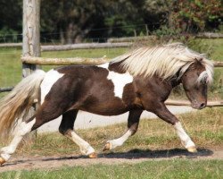 stallion Just Dance vom Regenbogen (German Classic Pony, 2008, from Just in Time)