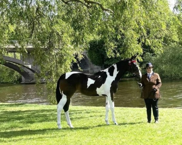 dressage horse Sambuca Flame (Rhinelander, 2021, from Samaii)