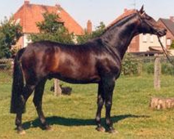 stallion Upan la Jarthe AA (Anglo-Arabs, 1984, from Pancho II AA)