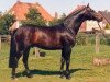 stallion Upan la Jarthe AA (Anglo-Arabs, 1984, from Pancho II AA)