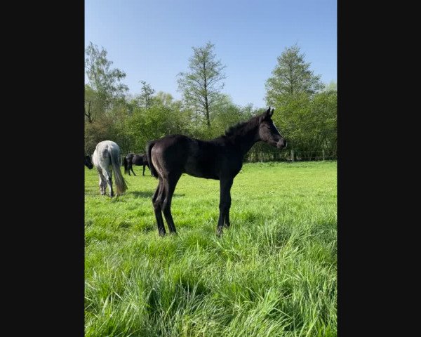 Video of Bonjour Sazzarette JHB (Sazzou)