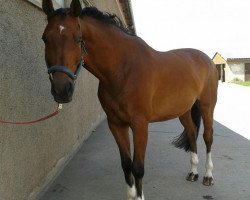 dressage horse Sterngucker (Württemberger, 2002, from Sterntänzer)