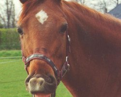 broodmare Kelly (German Riding Pony, 1995, from Kaiserjaeger xx)