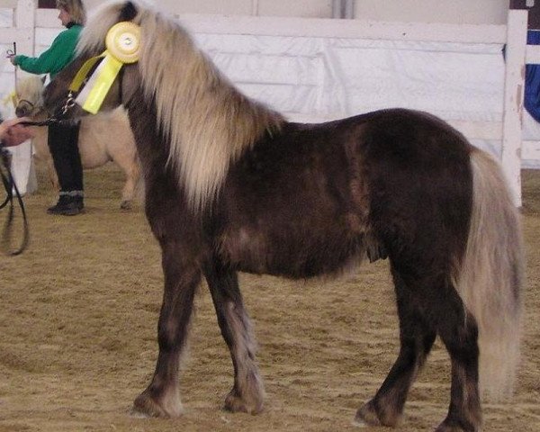 stallion Romario (German Classic Pony, 2000, from Ramiro)