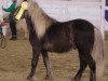 stallion Romario (German Classic Pony, 2000, from Ramiro)