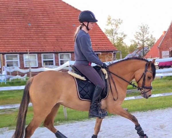 Dressurpferd Golden Daydream DW (Deutsches Reitpony, 2019, von Dating At NRW)