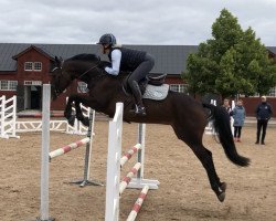 jumper Querciabella CJ (Swedish Warmblood, 2016, from Bengt Nabab)