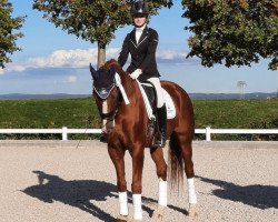 dressage horse Bestseller 5 (Hanoverian, 2008, from Ballettmeister)