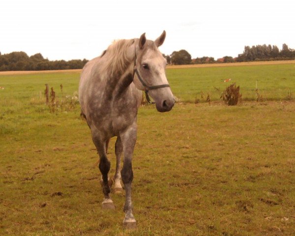 dressage horse Remember Me (Hanoverian, 2005, from Rubinero 2)