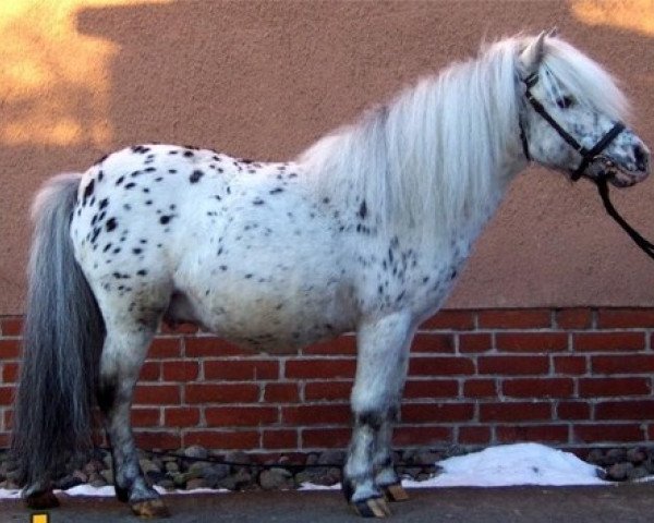 Deckhengst Fabian (Dt.Part-bred Shetland Pony, 1990, von Felix)