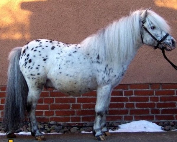 stallion Fabian (Dt.Part-bred Shetland pony, 1990, from Felix)