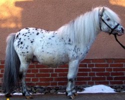 Deckhengst Fabian (Dt.Part-bred Shetland Pony, 1990, von Felix)