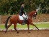 dressage horse Buddy Holly (German Riding Pony, 1997, from Brillant)