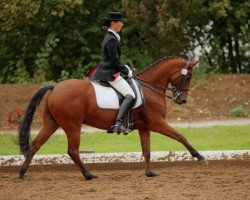 dressage horse Buddy Holly (German Riding Pony, 1997, from Brillant)