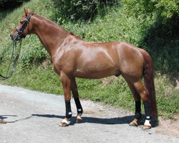 horse Monte-Christo (Hanoverian, 1995, from Mont du Cantal AA)