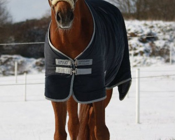 dressage horse Lorentius (Hanoverian, 2005, from Londonderry)