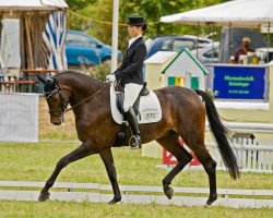 dressage horse Casparoon (Westphalian, 2003, from Casparino)