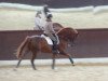 dressage horse Bijou 406 (Hanoverian, 2008, from Brentano II)