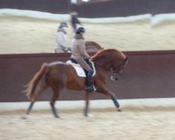 dressage horse Bijou 406 (Hanoverian, 2008, from Brentano II)