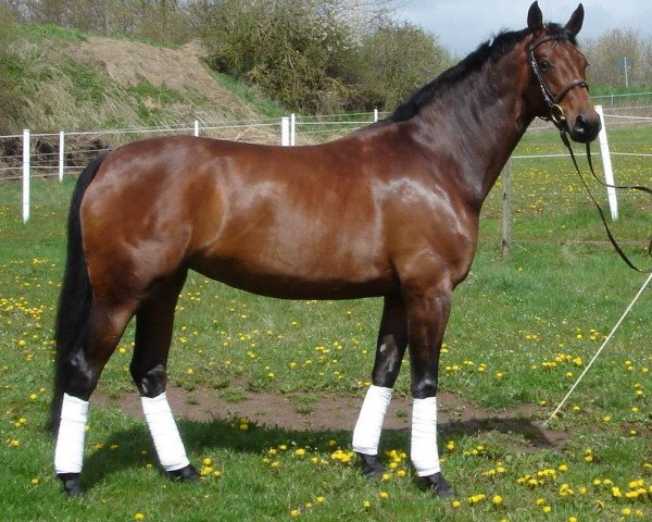 dressage horse Fuerstenstolz (Oldenburg, 2000, from Don Gregory)