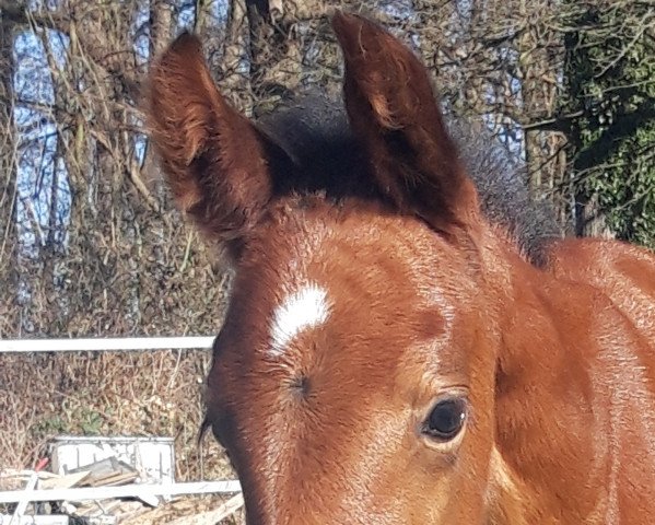 Springpferd Electric Ladyland (Westfale, 2021, von Eldorado vd Zeshoek Tn)