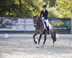 dressage horse High Magic 2 (Deutsches Reitpony, 2009, from Highway N)