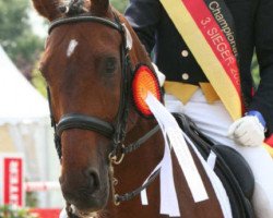 dressage horse Piccolo 354 (Hanoverian, 1996, from Prince Thatch xx)