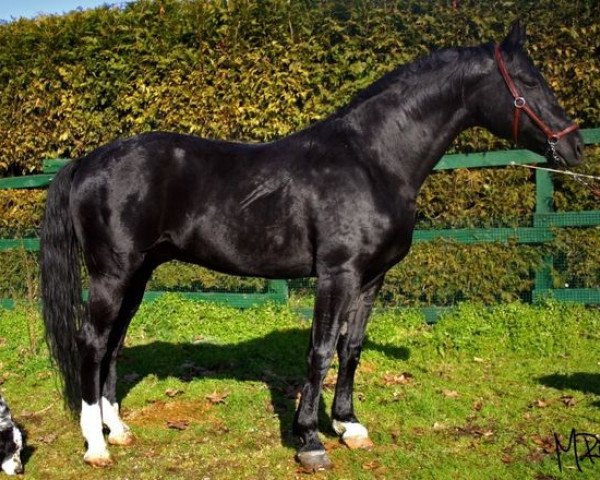 stallion Ebano CS (Hanoverian, 1999, from Escudo I)