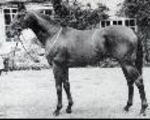stallion Romulus xx (Thoroughbred, 1959, from Ribot xx)