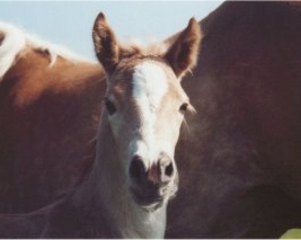 Pferd Nala 49 (Haflinger, 1999, von Nastrol (3,52% ox))