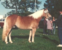 broodmare Hawaii (Haflinger, 1990, from Haron)