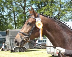 broodmare Rhianna S (Westphalian, 2007, from Riccio)